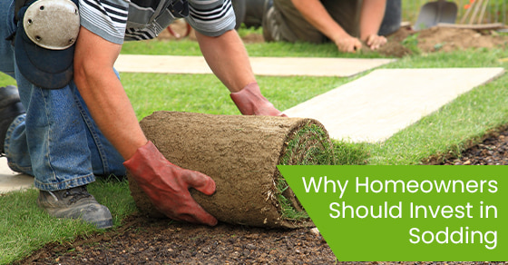 Why homeowners should invest in sodding