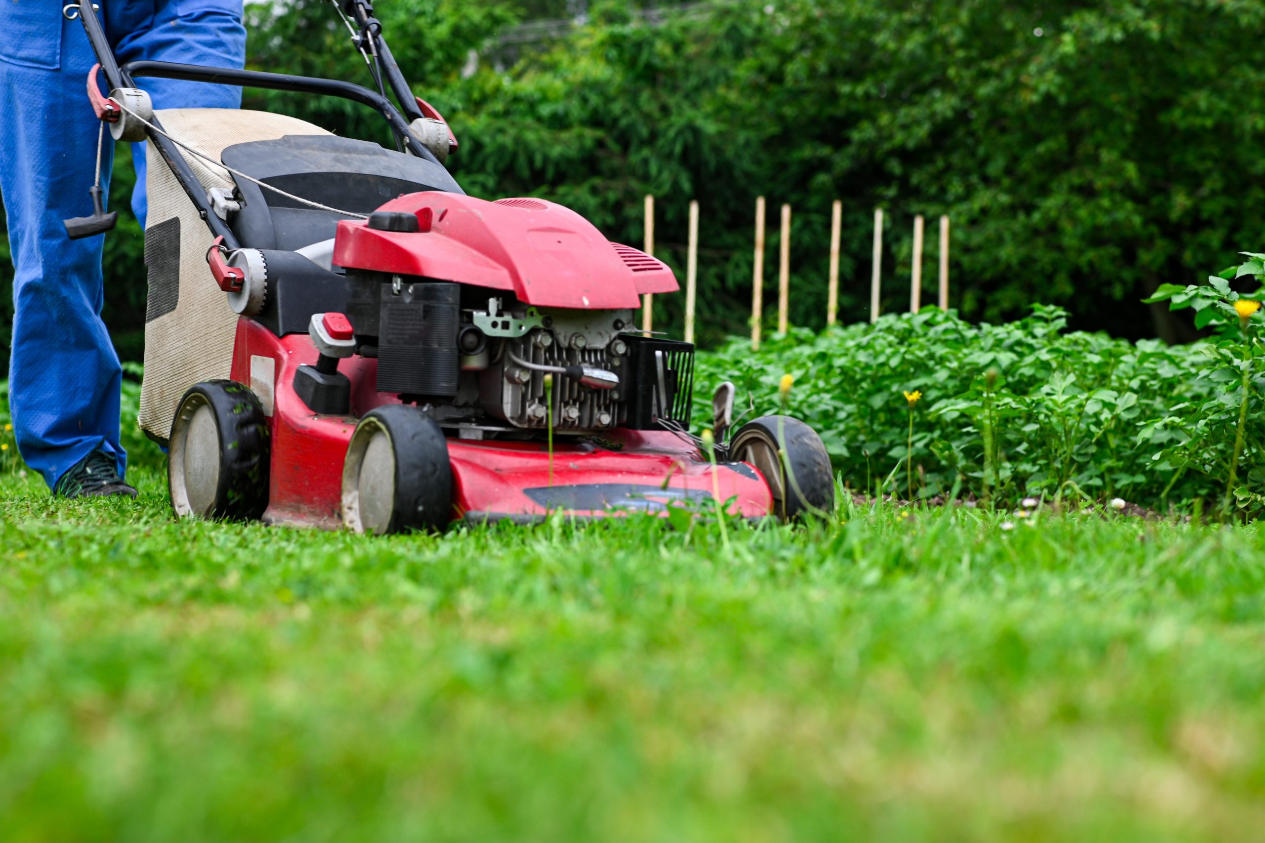 Lawn Maintenance